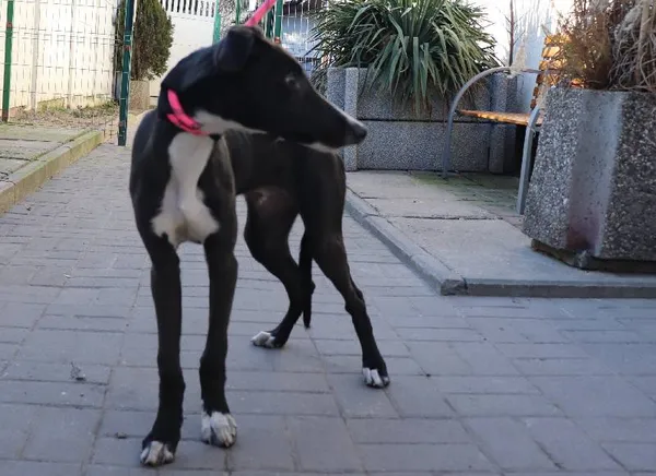 Znaleziono psa, Łódź, 10 lutego 2025 (1/2)