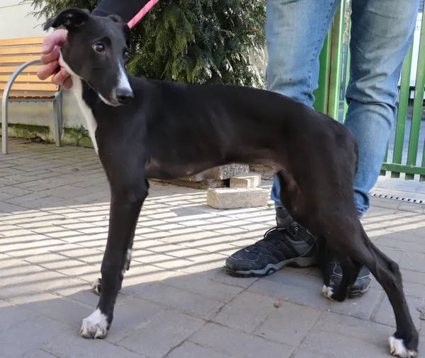 Znaleziono psa, Łódź, 10 lutego 2025 (2/2)