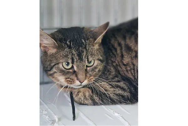 Kot do adopcji, Wrocław, 6 lutego 2025