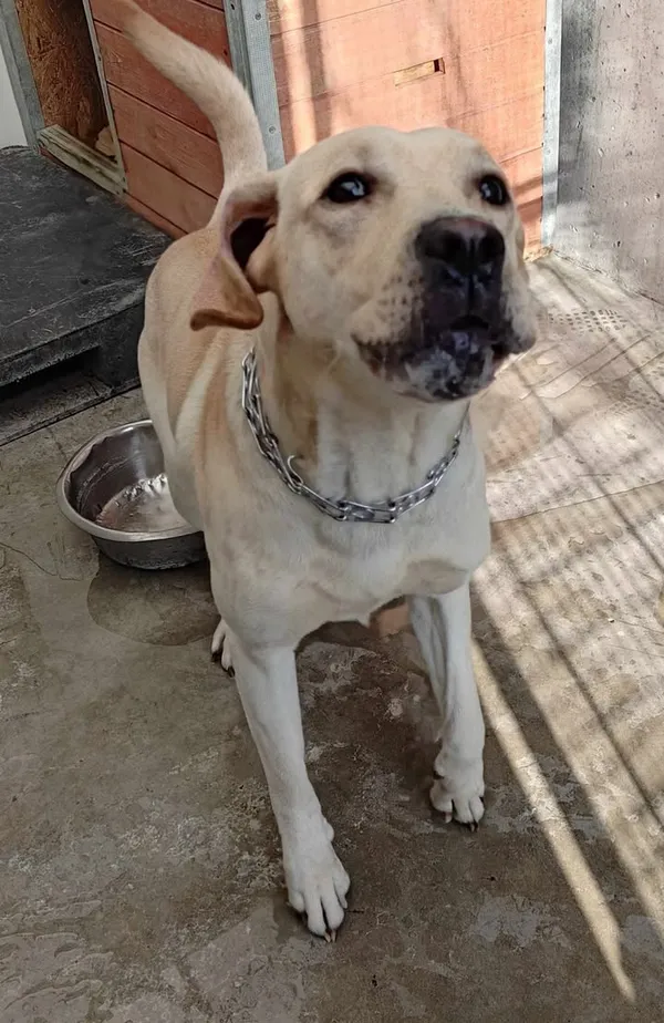 Znaleziono psa, Lublin, 9 lutego 2025