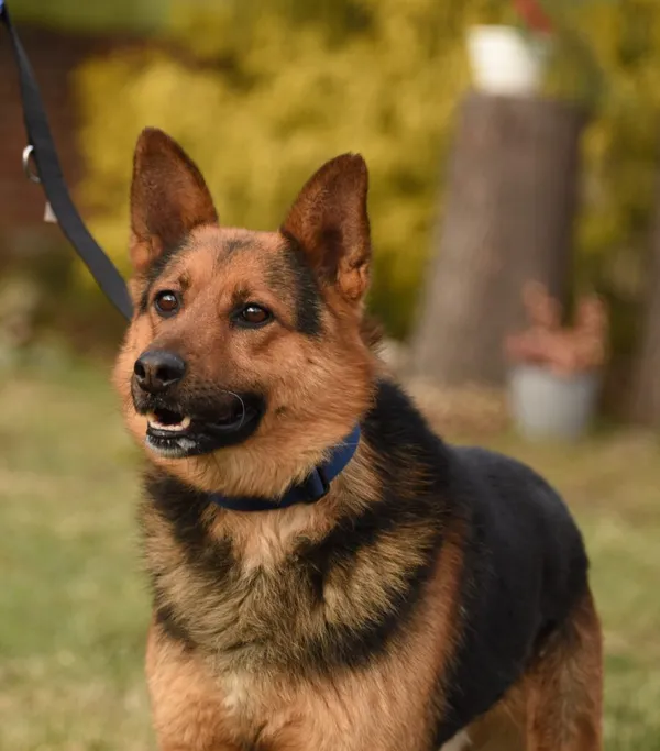 Pies do adopcji, Ropczyce, 10 lutego 2025