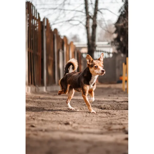 Znaleziono psa, Białystok, 21 stycznia 2025 (1/5)