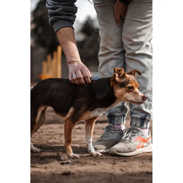 Znaleziono psa, Białystok, 21 stycznia 2025 (2/5)