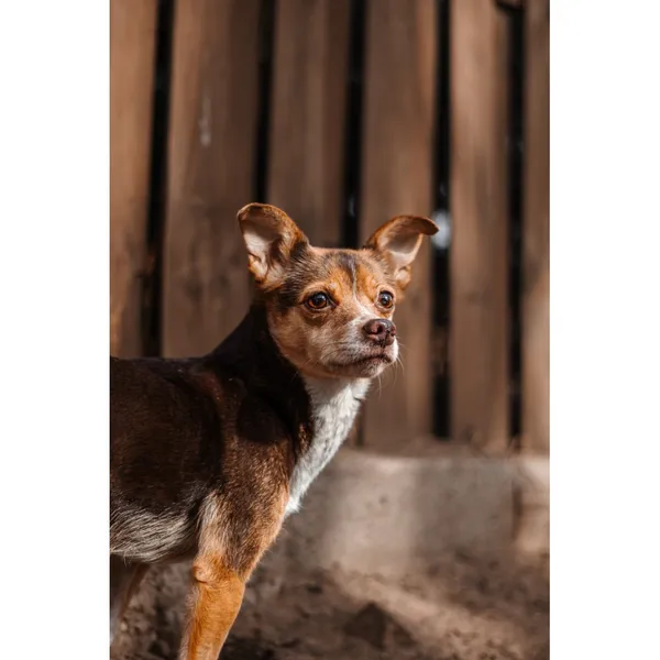 Znaleziono psa, Białystok, 21 stycznia 2025 (4/5)