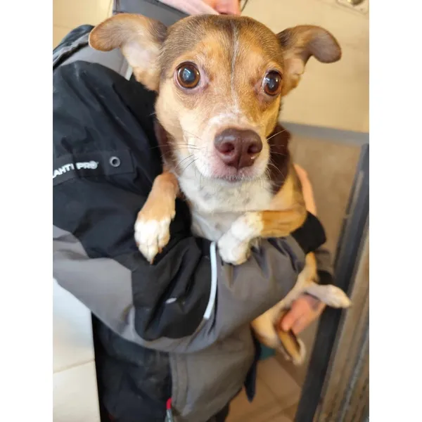 Znaleziono psa, Białystok, 21 stycznia 2025 (5/5)