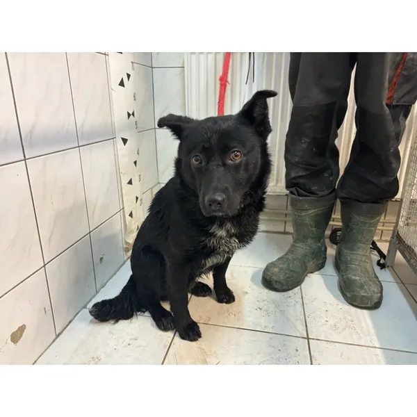 Znaleziono psa, Białystok, 25 stycznia 2025 (5/5)