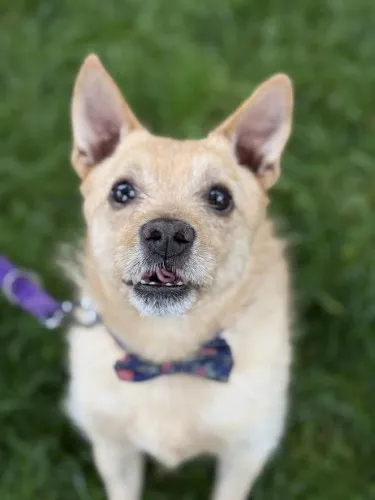 Pies do adopcji, Kraków, 27 stycznia 2025 (1/4)