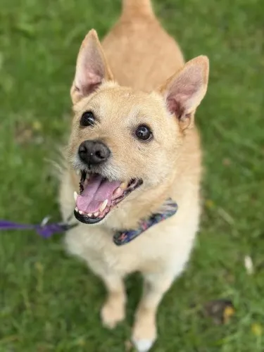 Pies do adopcji, Kraków, 27 stycznia 2025 (4/4)