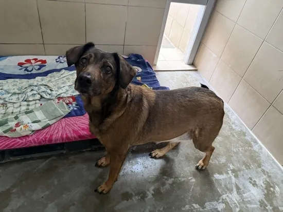 Pies do adopcji, Kraków, 27 stycznia 2025