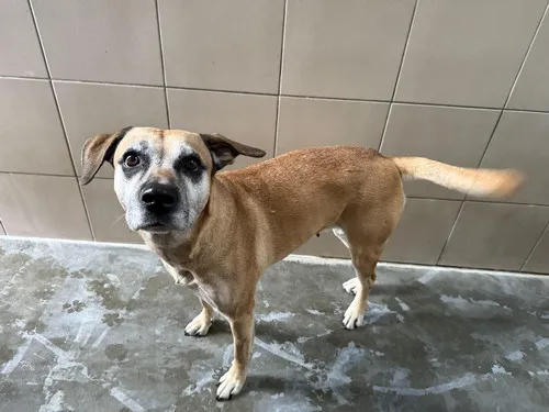 Pies do adopcji, Kraków, 27 stycznia 2025