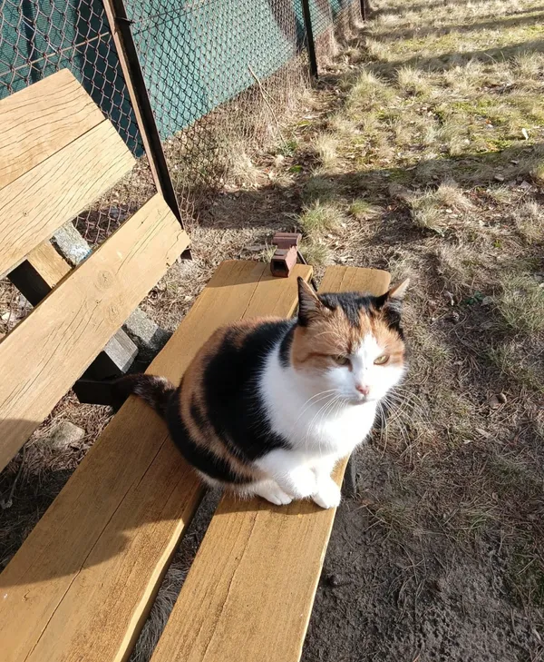 Znaleziono kota, Łódź, 10 lutego 2025