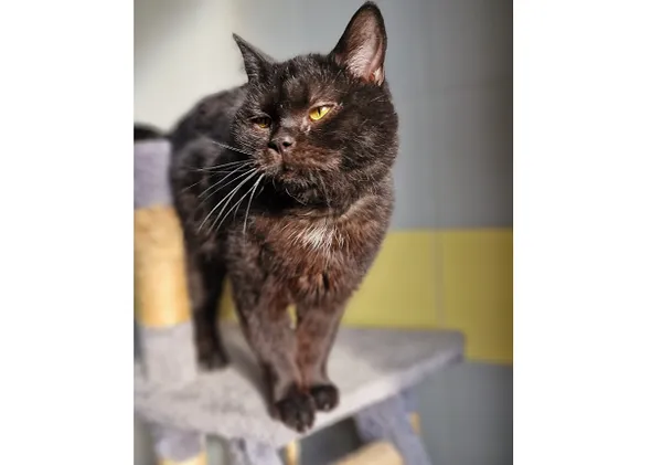 Znaleziono kota, Wrocław, 27 października 2024