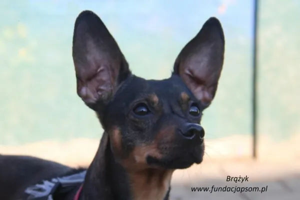 Pies do adopcji, Nowy Dwór Mazowiecki, 10 lutego 2025 (1/5)