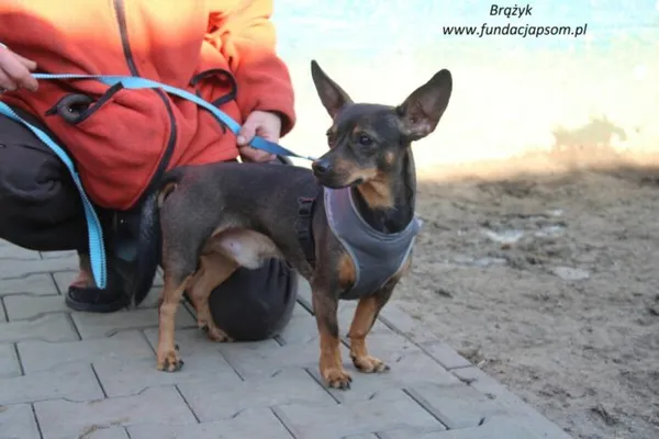 Pies do adopcji, Nowy Dwór Mazowiecki, 10 lutego 2025 (3/5)