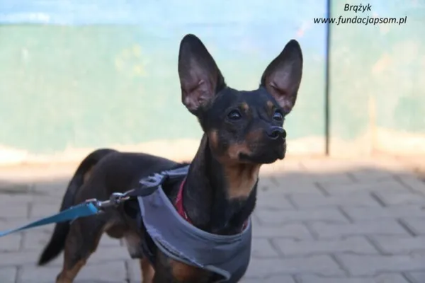 Pies do adopcji, Nowy Dwór Mazowiecki, 10 lutego 2025 (4/5)