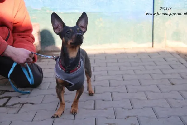 Pies do adopcji, Nowy Dwór Mazowiecki, 10 lutego 2025 (5/5)