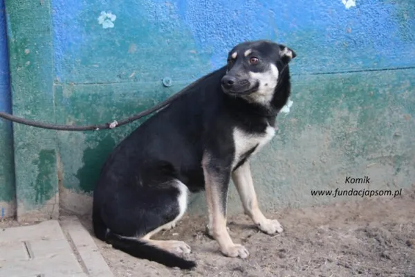Pies do adopcji, Nowy Dwór Mazowiecki, 10 lutego 2025 (2/5)