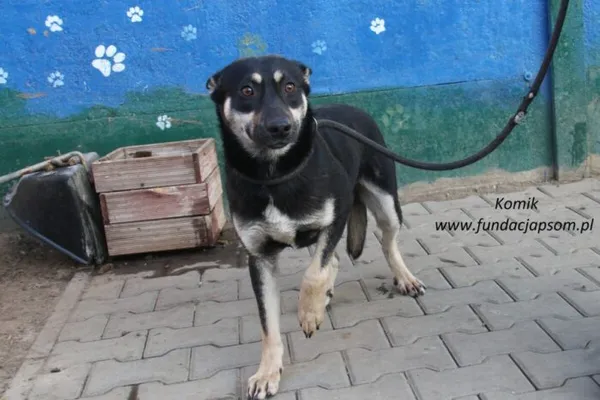 Pies do adopcji, Nowy Dwór Mazowiecki, 10 lutego 2025 (5/5)