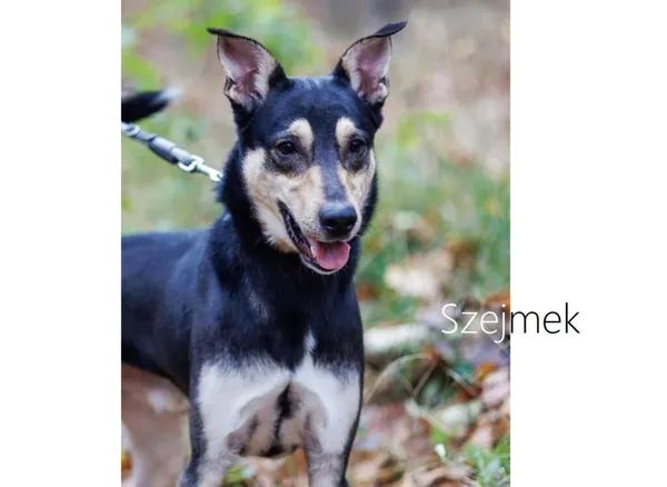 Pies do adopcji, Przyborówko, 6 października 2025 (2/5)