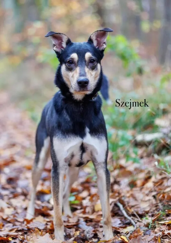 Pies do adopcji, Przyborówko, 6 października 2025 (3/5)