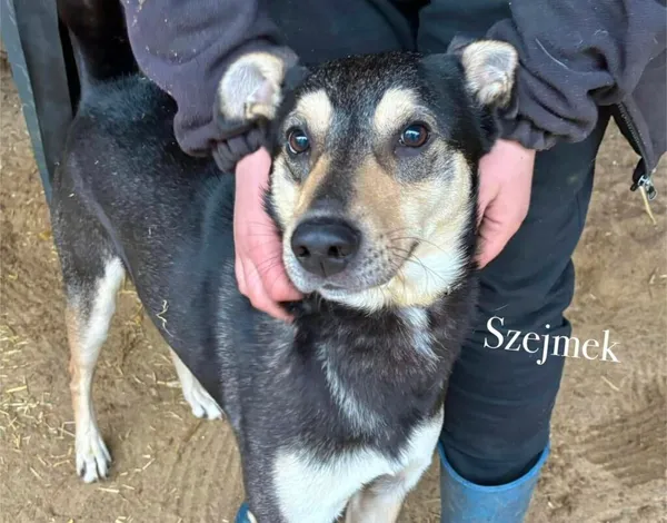 Pies do adopcji, Przyborówko, 6 października 2025 (4/5)