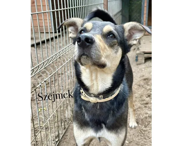 Pies do adopcji, Przyborówko, 6 października 2025 (5/5)