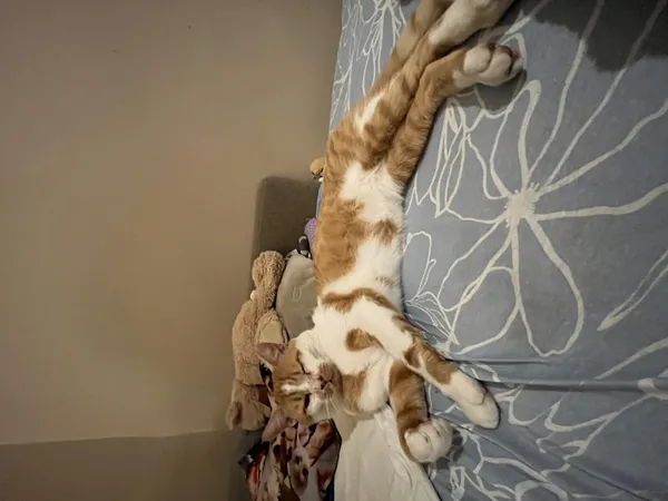 Zaginął kot, Łódź, 10 lutego 2025