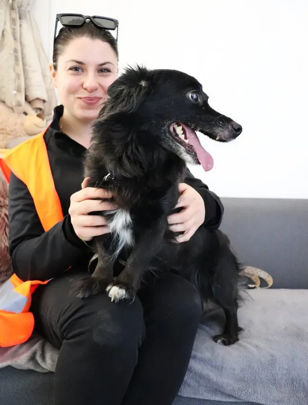 Znaleziono psa, Łódź, 10 lutego 2025 (3/5)