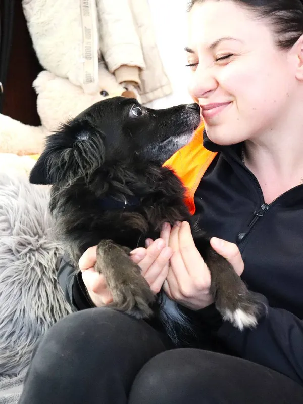 Znaleziono psa, Łódź, 10 lutego 2025 (5/5)