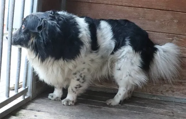 Znaleziono psa, Łódź, 10 lutego 2025 (1/2)