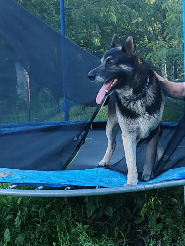 Zaginął pies, Jarosław, 11 lutego 2025 (3/4)