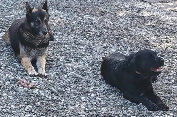 Zaginął pies, Jarosław, 11 lutego 2025 (4/4)