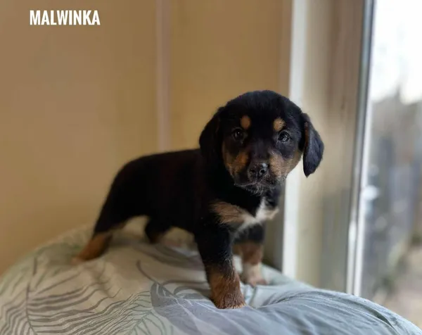 Pies do adopcji, Rytlów, 11 lutego 2025