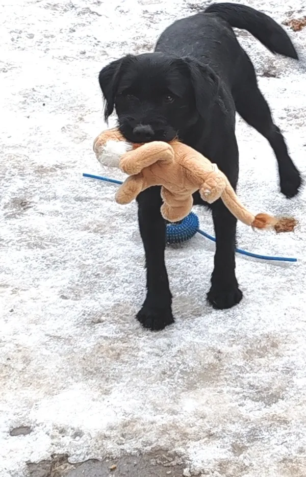 Zaginął pies, Jarosław, 11 lutego 2025 (2/3)