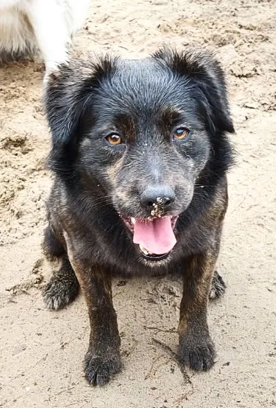 Zaginął pies, Smólnik, 11 lutego 2025