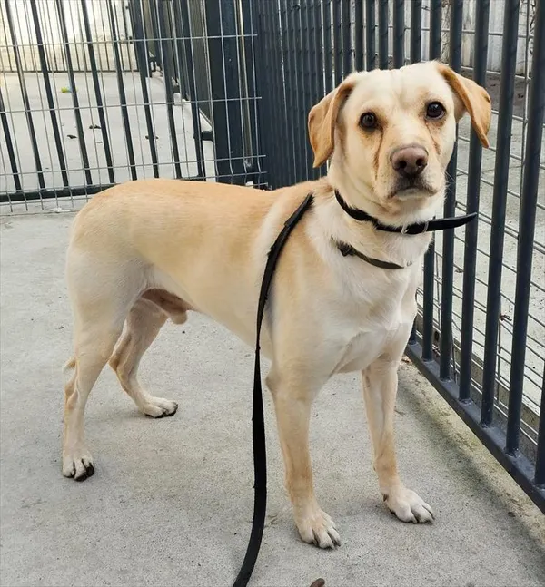 Pies do adopcji, Racibórz, 3 lutego 2025