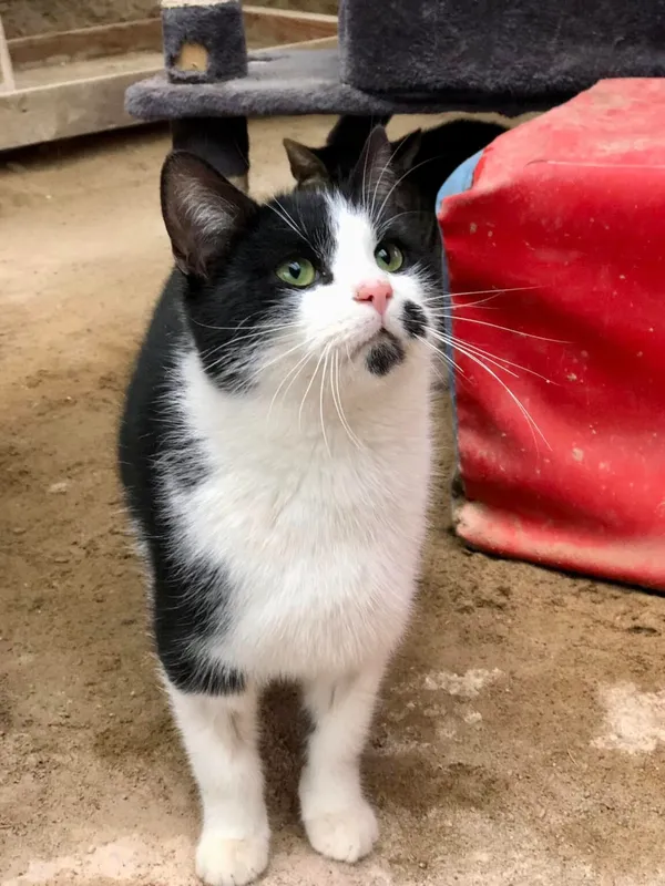 Kot do adopcji, Gdańsk, 11 lutego 2025