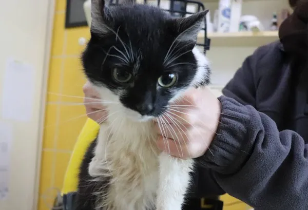 Znaleziono psa, Łódź, 11 lutego 2025 (1/2)