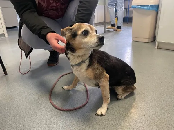 Znaleziono psa, Lublin, 11 lutego 2025