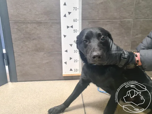 Znaleziono psa, Chełmek, 10 lutego 2025