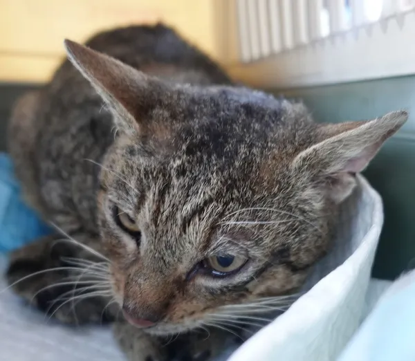 Znaleziono kota, Gdańsk, 11 lutego 2025