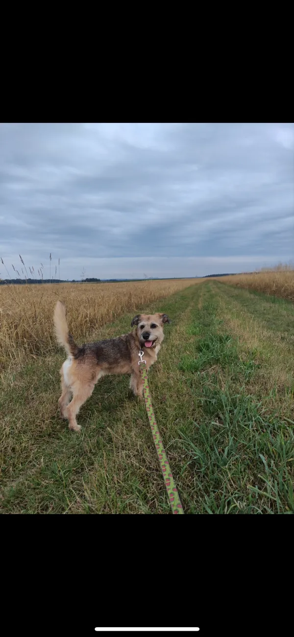 Zaginął pies, Gliwice, Ostropa, 12 lutego 2025