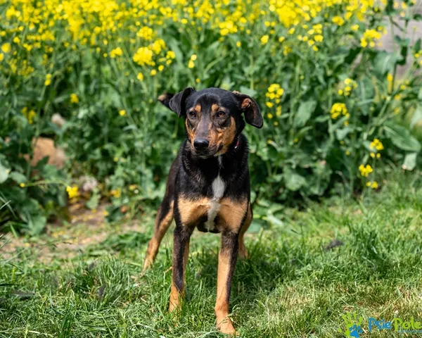 Znaleziono psa, Racławice, 10 lutego 2025 (3/5)