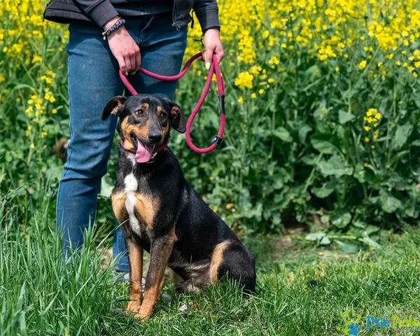 Znaleziono psa, Racławice, 10 lutego 2025 (4/5)