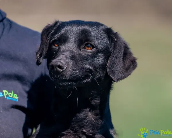 Znaleziono psa, Racławice, 10 lutego 2025 (1/5)