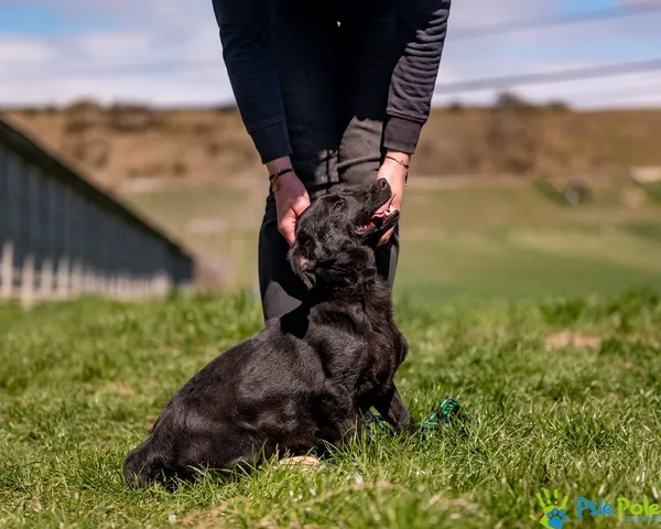 Znaleziono psa, Racławice, 10 lutego 2025 (5/5)