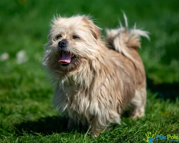 Znaleziono psa, Racławice, 7 lutego 2025 (2/5)