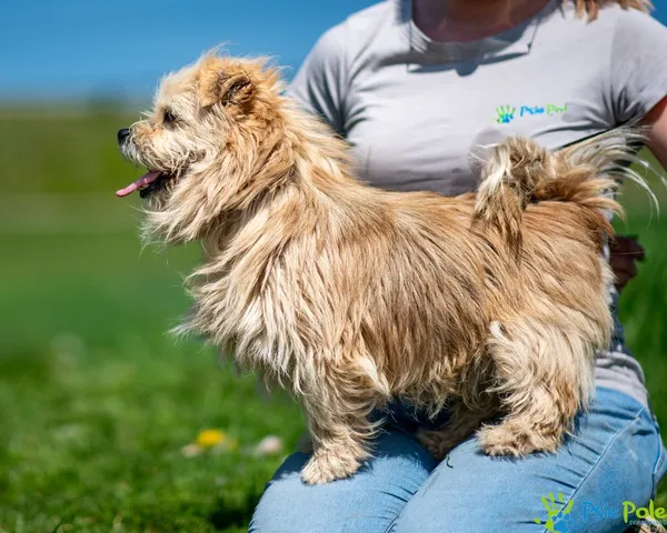 Znaleziono psa, Racławice, 7 lutego 2025 (3/5)