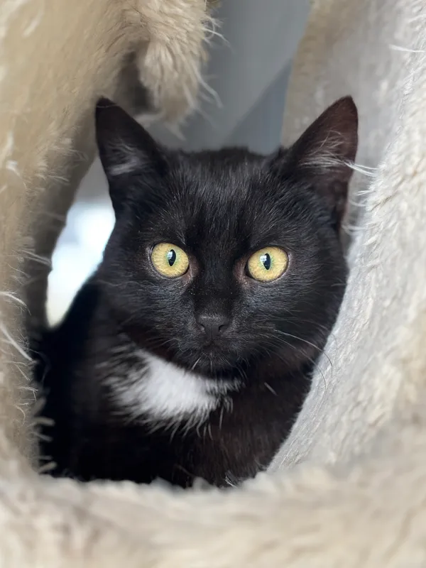 Znaleziono kota, Lublin, 10 lutego 2025