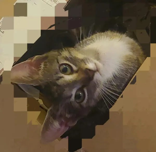 Zaginął kot, Moczydło, 12 lutego 2025 (1/2)